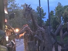 -清迈夜间动物园