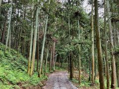 -重庆睡佛山森林公园