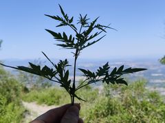 -阳台山自然风景区