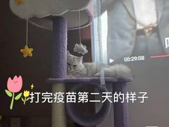 -瑞派天使宠物医院·神经外科·骨科·核磁(洛川中路店)