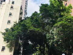 -香港大学