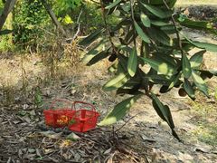 -塘栖枇杷特色园区