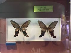 -上海昆虫博物馆