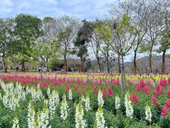 -天适樱花悠乐园