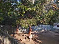-成都动物园