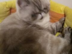 -猫色咖啡·猫咖
