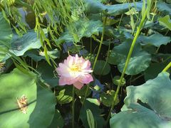 -莲花池公园