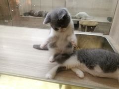 -飞行喵MR PILOT|猫舍·猫咖(静安大融城店)