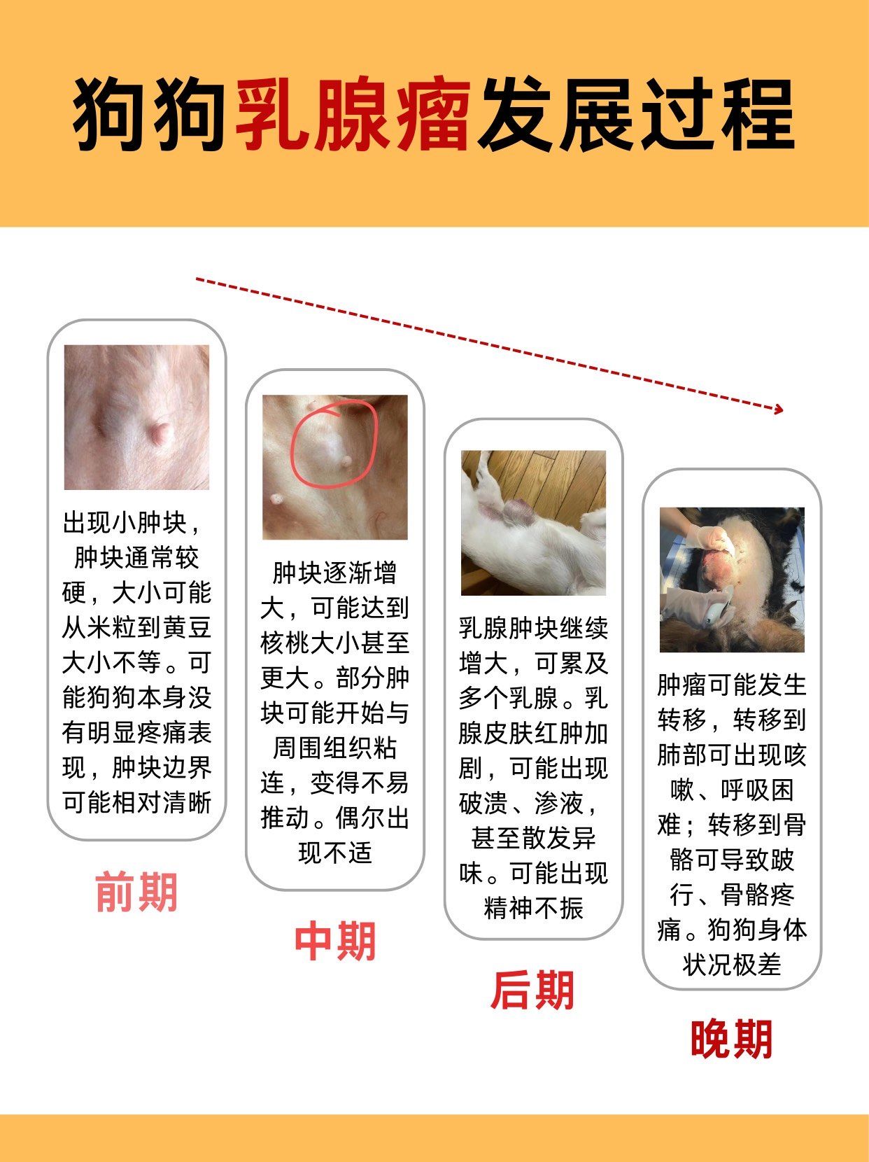 狗狗乳腺瘤各个阶段发展过程!