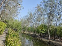 -合肥滨湖国家森林公园