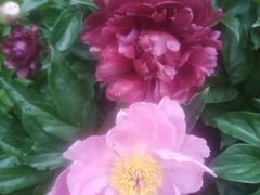 -长春公园(普阳街道)