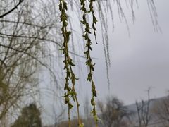 -国家植物园