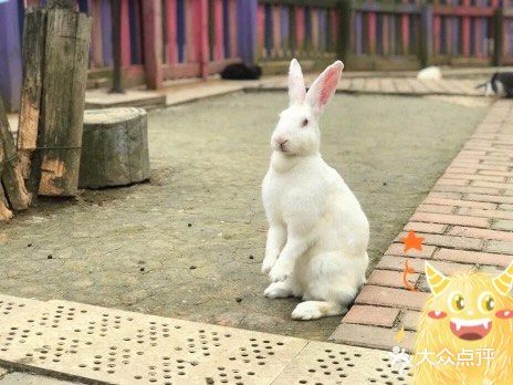 双流松鼠🐿️部落森林乐园 看小动物来这里准没错！