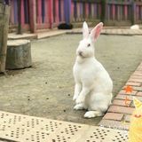 双流松鼠🐿️部落森林乐园 看小动物来这里准没错！
