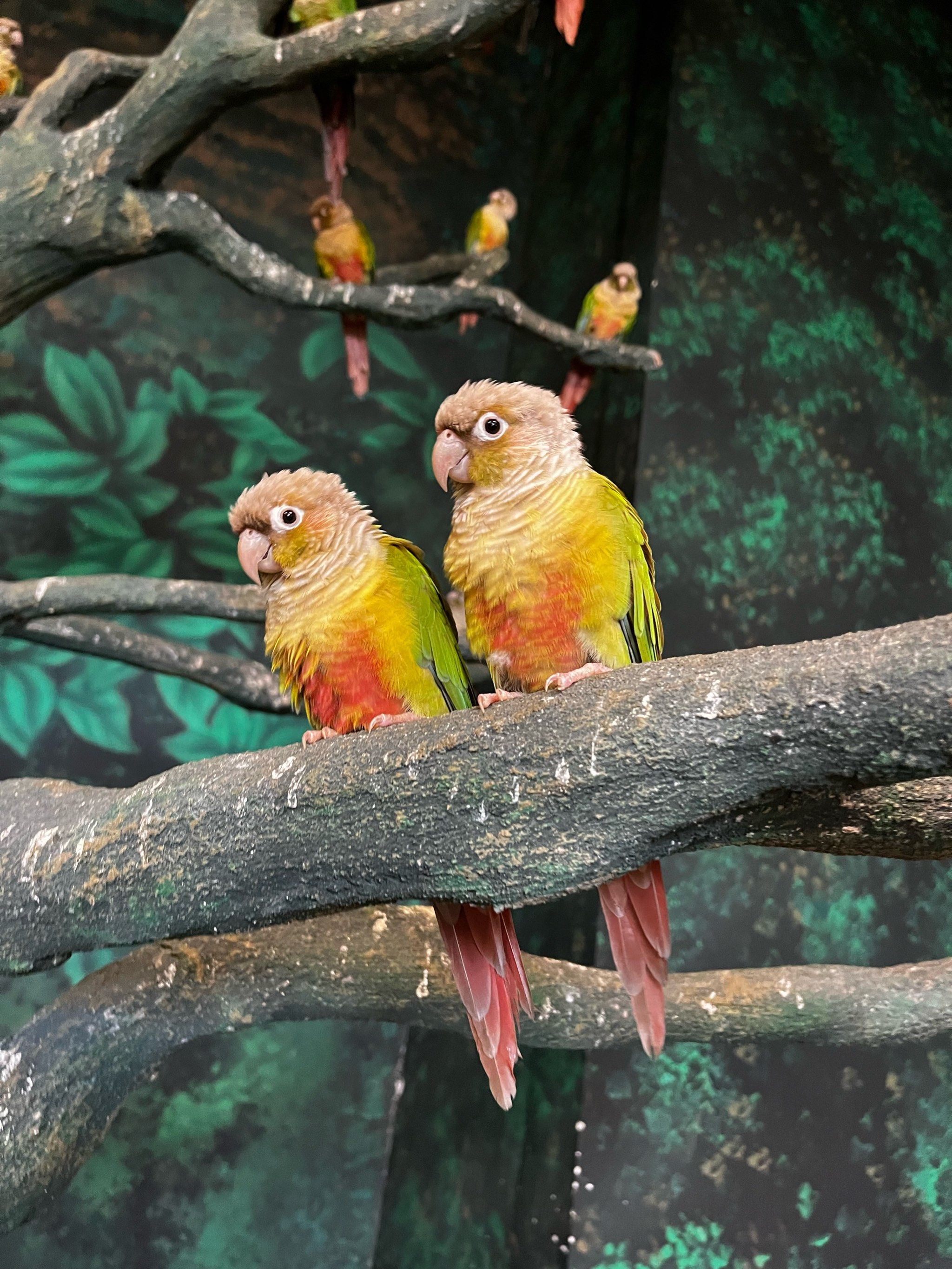 树上的鹦鹉儿成双对🦜