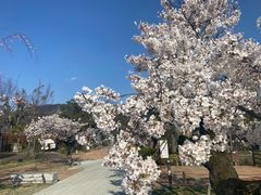 -青纱灯笼韩国料理店
