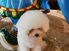 -more than meow吴止猫主题餐厅(承德 中船汇店)