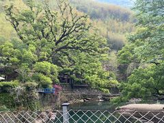 -芦茨金富饭庄·25年老字号·专做稻草鸡