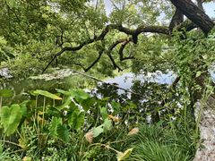 -西湖外事游船(花港观鱼码头)