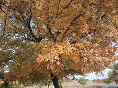 -五角枫生态旅游景区