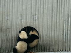 -卧龙中华大熊猫苑神树坪基地