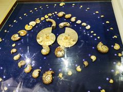 -青岛贝壳博物馆