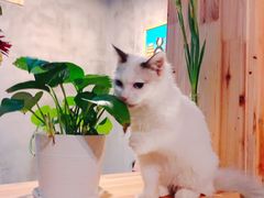 -猫色咖啡·猫咖