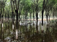 -东郊湿地公园