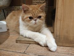 -more than meow吴止猫主题餐厅(承德 中船汇店)