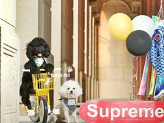 -超宠爱宠物摄影-Super pet