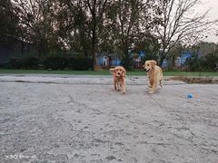-宠物寄养训练学校