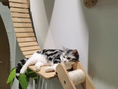 -COLOR PETS 撸猫馆·购猫·猫咖(长风大悦城店)