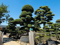 -龙大花卉苗木市场