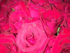 -521鲜花婚庆(青岛CBD万达广场店)