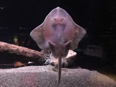 -西雅图水族馆