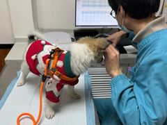 -派联宠物医院·24h·CT·异宠