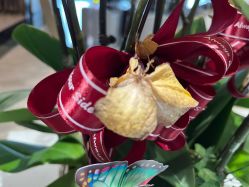 -铂诗玥医美