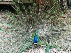 -藏龙百瀑风景区