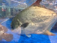 -盒马鲜生(悦峰店)