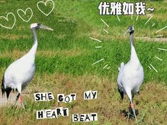 -盐城丹顶鹤湿地生态旅游区
