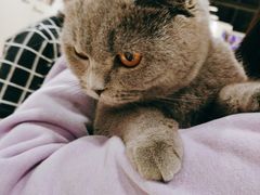 -藏猫猫咖啡主题馆(中央大道店)