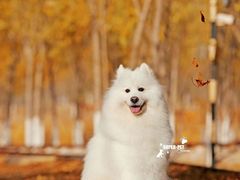 -超宠爱宠物摄影-Super pet
