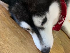 -Husky Go! 哈士奇体验馆·宠物咖啡厅狗咖
