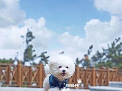 -超宠爱宠物摄影-Super pet