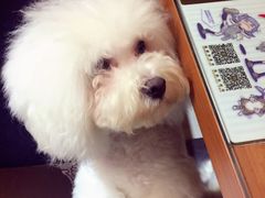 -more than meow吴止猫主题餐厅(承德 中船汇店)