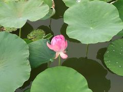 -天津东丽湖风景区