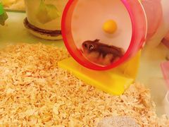 -龙猫仔乐园(惠福东路店)