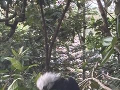 -新加坡飞禽公园