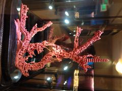 -绮丽珊瑚(台北101旗舰门市店)