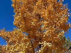 -北京西山国家森林公园